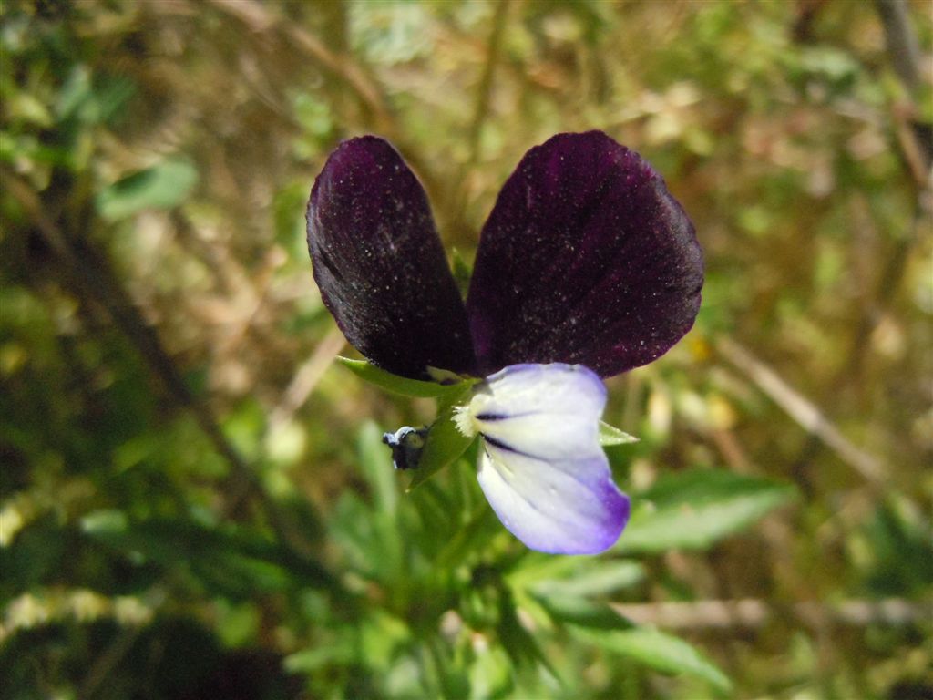 Sembra una Viola...Si, Viola tricolor